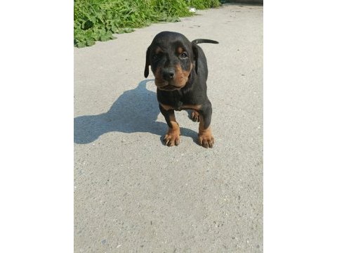 Doberman dişi erkek mevcuttur