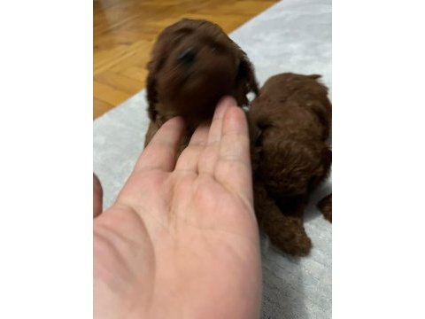 Toy poodle köpeğimiz