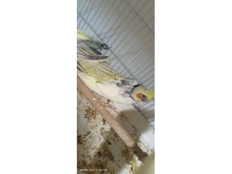 Evcil yeni yeme düşen sultan papağanı yavrular