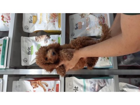 Poodle yavrularımız yeni yuvasını arıyor