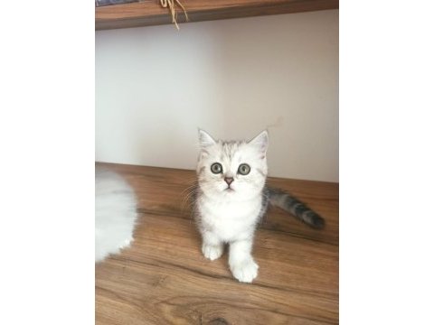 British shorthair / longhair yavrularımız