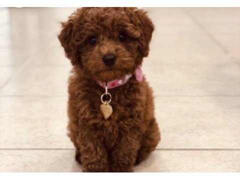 Erkek toy poodle bebeklerim