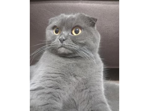 Scottish fold dişi