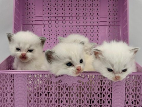 Şampiyon kan hatlarından safkan ragdoll bebekleri!