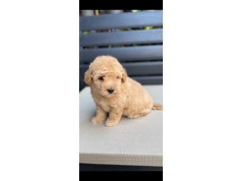 Maltipoo yavrularımız