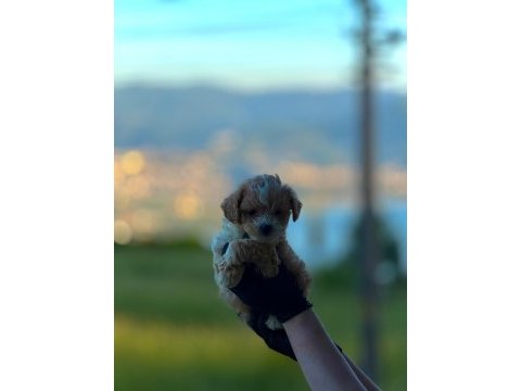 Toy poodle yavrular