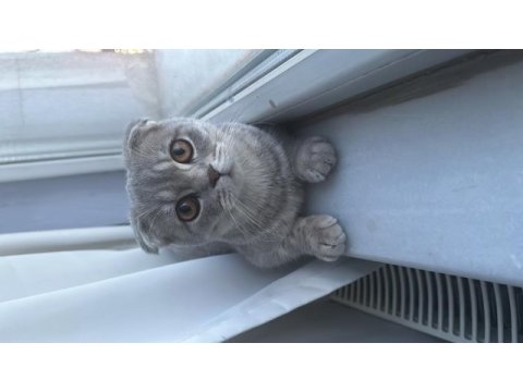 Erkek scottish fold kedimize çift aranmaktadır