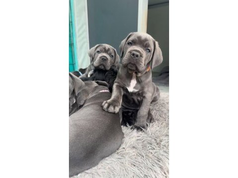 İtalyan tankı cane corso düşmana saf sıkıntı