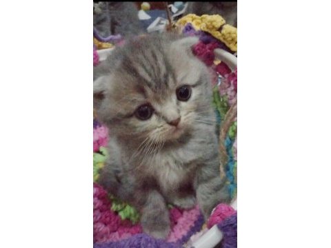 İlk görüşte aşk scottish fold
