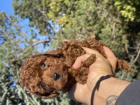 Yine efsane poodle yavrularımız hazır
