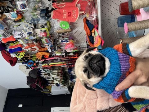 Tospik pug oyuncu dişi
