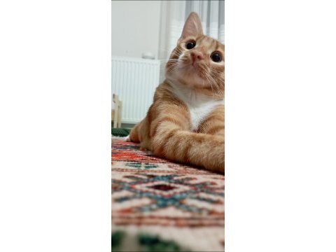 2 yaşında erkek kısırlaştırılmış sarman kedimiz