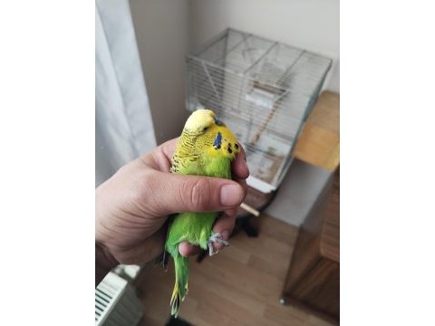 Muhabbet kuşu kaçıran üzülür