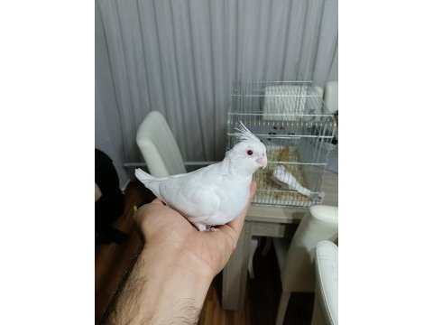 Yavru kartopu sultan papağanları