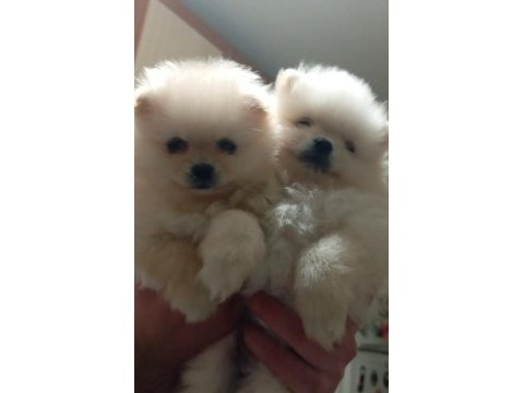 Sağlıklı pomeranian boo yavrularımız