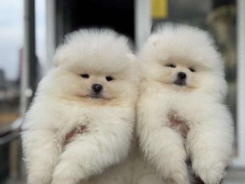 Show kalite pomeranian yavrular ziyarete açık