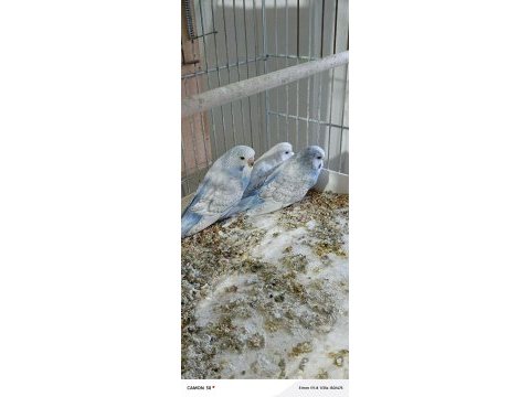 Muhabbet kuşu yavruları sahiplendirme