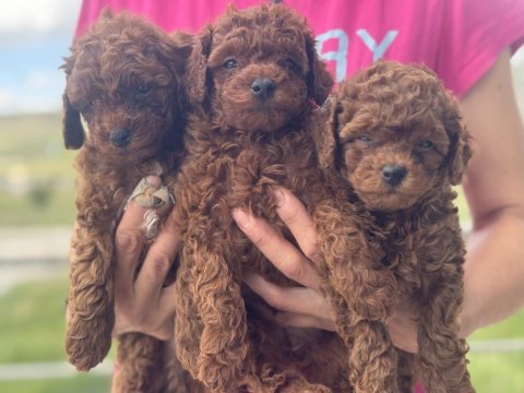 Safkan redbrown toy poodle yavrular ziyarete açık