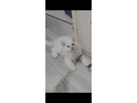 British longhair kedisi