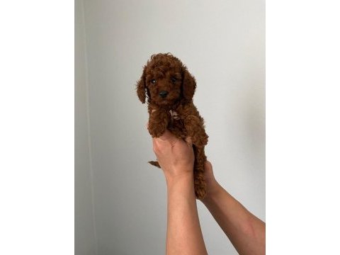 Red brown toy poodle yavrum