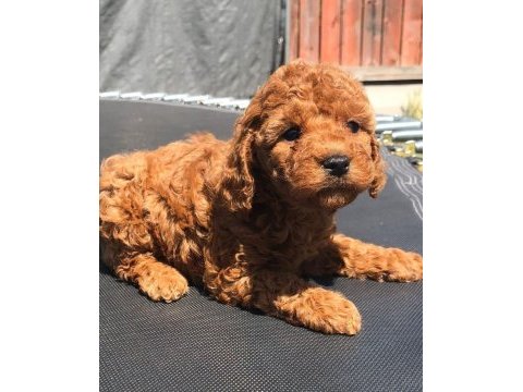 Toy poodle yavruları