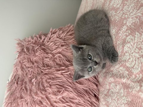 British shorthair 40 günlük dişi kedimiz
