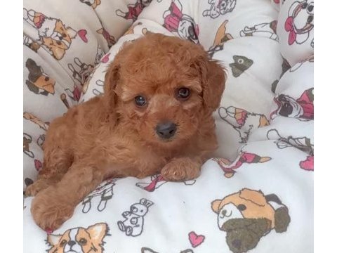 Toy poodle köpeği izmir