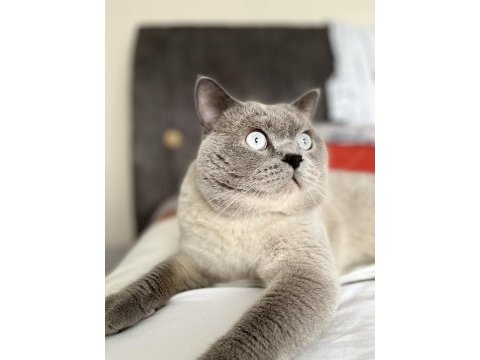 2 yaş tecrübeli british shorthair oğlumuza eş