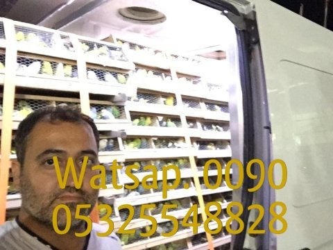 A kaliteli muhabbet kuşları mevcuttur