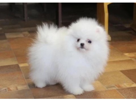 Pomeranian boo yavrularımız