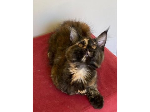Üst düzey kalitede 3 maine coon yavru