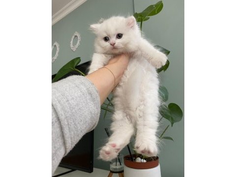 Son yavrularım british longhair