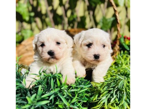 Kar beyaz maltese terrier yavrular