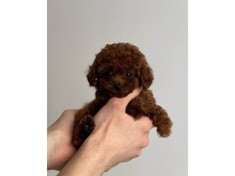 Tuvalet eğitimli toy poodle 