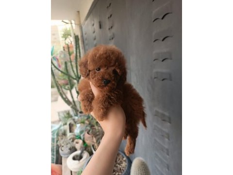 Poodle yavrular evlerine gitmeye hazır
