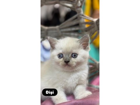 British shorthair güzellikleri