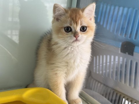 Ankarada ziyarete açık golden british shorthar yavrular