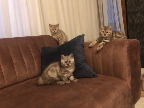 2 aylık safkan yavrular british shorthair