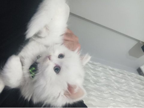 Tüm ekipmanlarıyla beraber verilecek british longhair