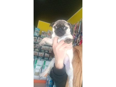 A kalite son dişi pug yavrumuz