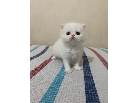 Beyaz gold chinchilla yavrularımız
