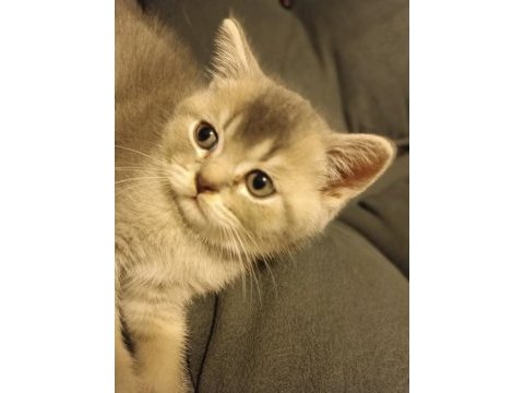 Golden blue ay 25 british shorthair