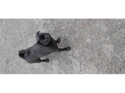 6 aylık siyah pug eğitimli