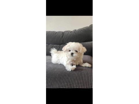 Tea cup maltese terrier yavrularımız