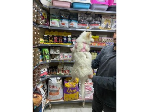 Pomeranian spitz 4.5 aylık