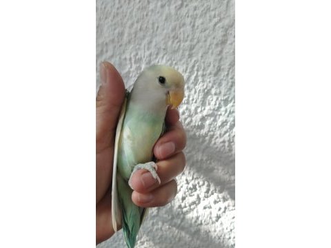 Acil sevda papağanı