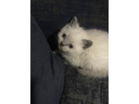 35 günlük safkan british shorthair yavrularım