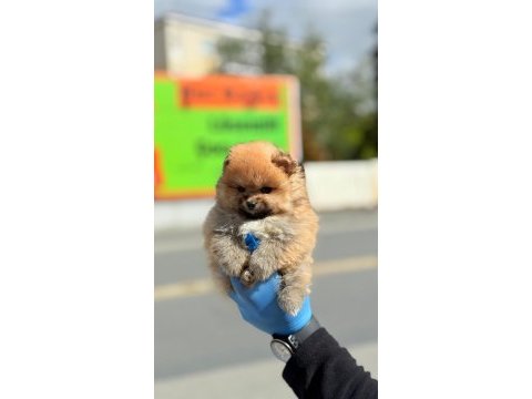 Ayı surat pomeranian yavrular korekan
