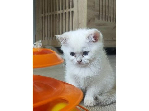 Pamuk prensesler british shorthair