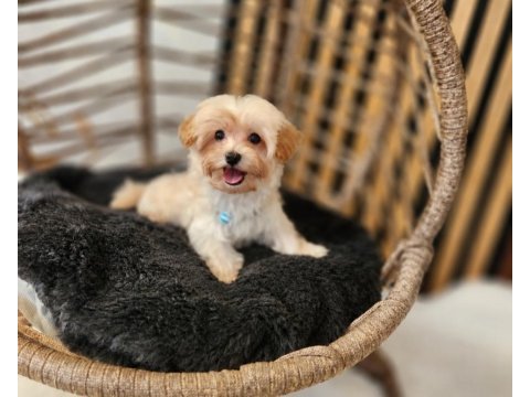 Ruhsatlı köpek çiftliğinden maltipoo  yavrularımız 